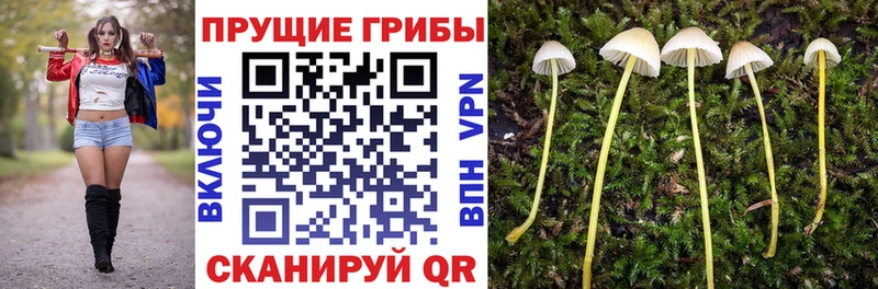 Купить где  Тольятти  Псилоцибиновые грибы GOLDEN TEACHER 